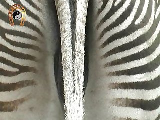 Zebra Animal Porn - Dvc30 Zoo 09 07 Zebras