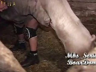 Boar Porn
