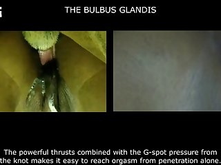 New Iknot Porn Videos Page 1 At Hun Run