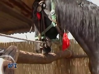 Stallion And A Pony 004