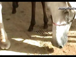 Horse Stallion Hot