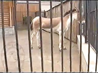 Horse Errect4