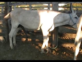 Donkey Jeck