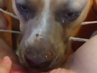 Animal Human Cartoon Porn