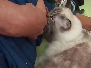 Animal Fucks Teen Porn