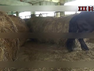Xxx Video Porno Zoofilia