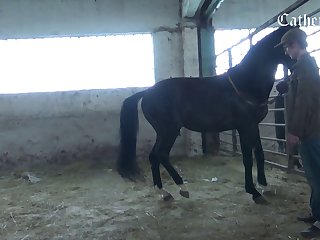 Los Mejores Videos Zoofilia