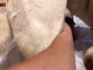 Zoophilia Anal