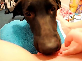 Luxuretv Dog Fuck Girl