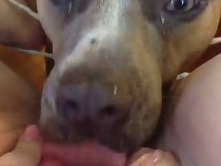 Boy Fuck Dog Ass