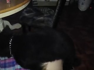 Horse Dog Fuck