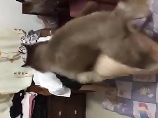 Dog Fuck A