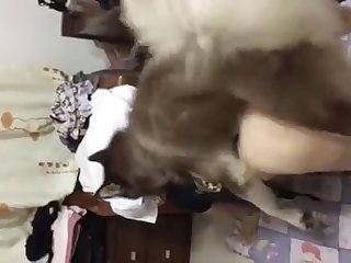 Dog Fuck A