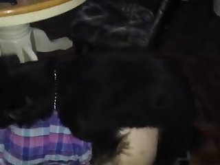 Dog Fuck In Lekki
