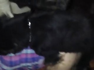 Dog Fuck In Lekki