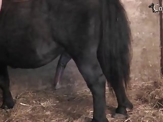 Zooliphile