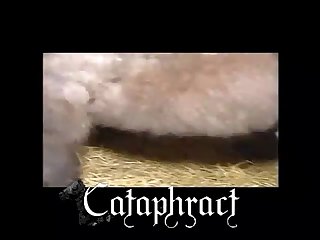 Animan Cum