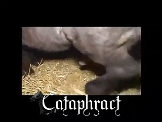 Animan Cum