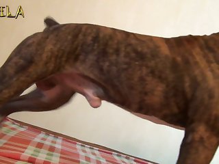 Women Having Sex With Animal Videos