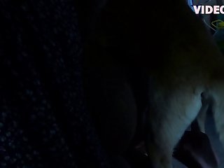Animal Style Sex