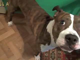 Animal Sex Videos