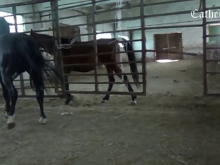 Animal Sex 2024