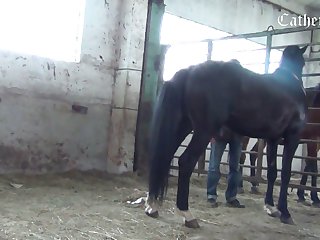 Www Animal Sex