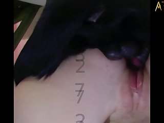 Horse Licking Pussy Porn