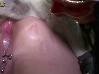 Dog Fucking Girl Cartoon Porn