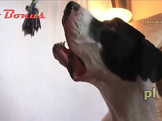 Dog Desi Bhabi Anal Sex Video Part-50
