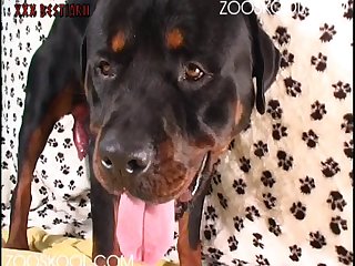 Guy Eats Out Dog Porn
