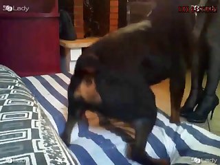 Guy Fucks Dog In Ass Porn