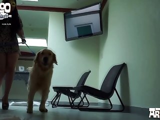 Dog Porn Pregnant