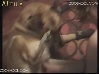 Women Having Sex With A Horse Porn