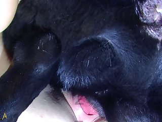Zoofilia . Com
