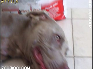 Zoo Bj Porn