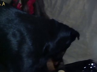 Horse Fucks Pig Porn