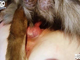Horse Sex Animal