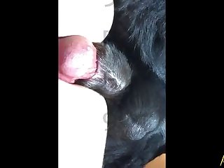 Cat In Heat Zoo Porn