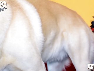 Male Dog Anal Zoo Porn
