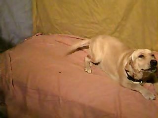 Porno Gato Animal