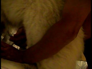 Porno De Cavalo Animal