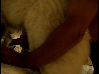 Porno De Cavalo Animal