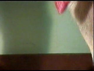 Porno En Animal