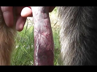 Porno Animal Cachorro Com Cachorro