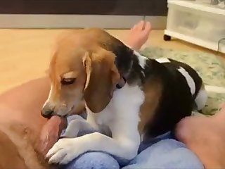 Porno Animal Para Baixar