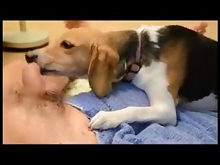 Porno Animal Para Baixar