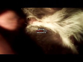 Animal Sex Porno Videos