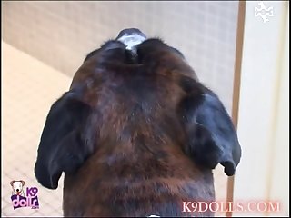 Mainstream Animal Sex