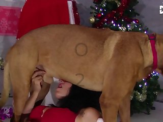 Animal Sex Wit Human